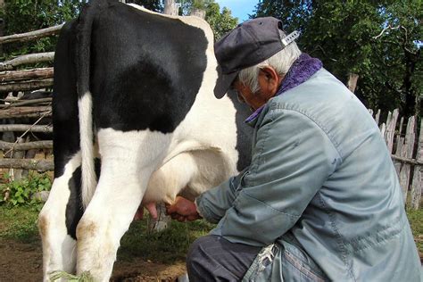 follando a una vaca